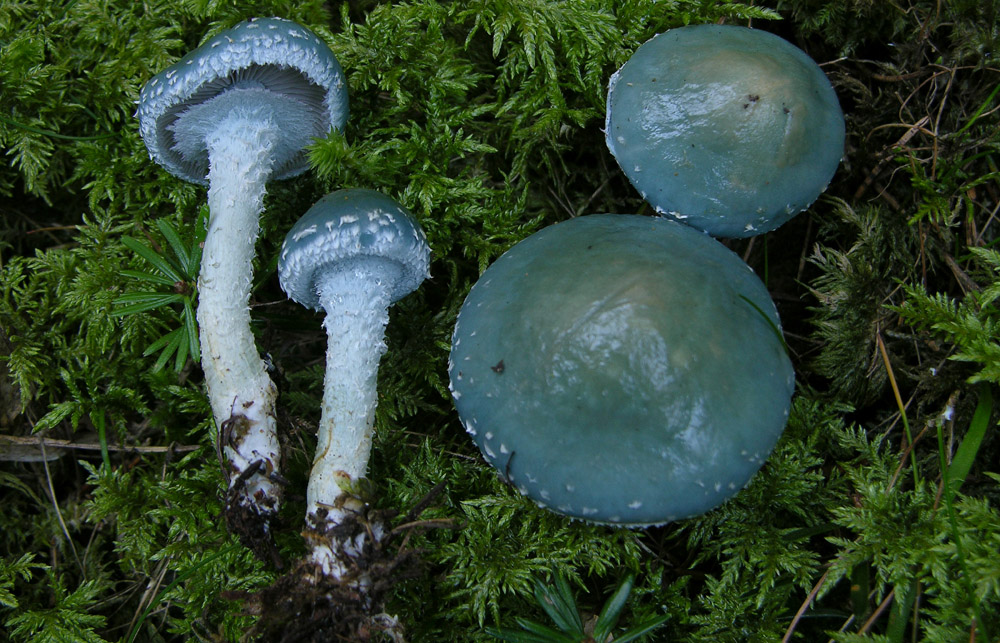 Stropharia aeruginosa (Curtis) Qu�l.